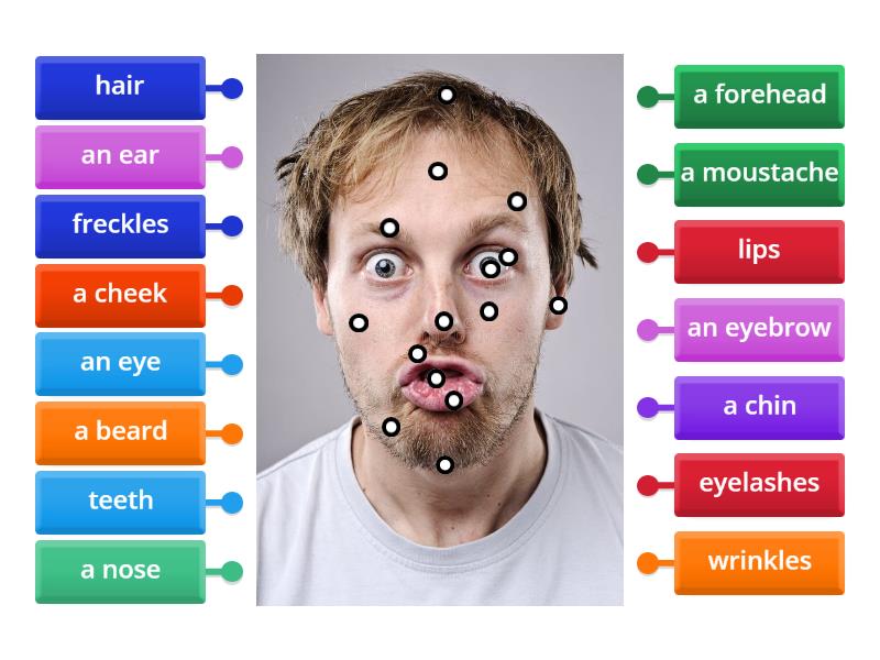 parts-of-my-face-labelled-diagram