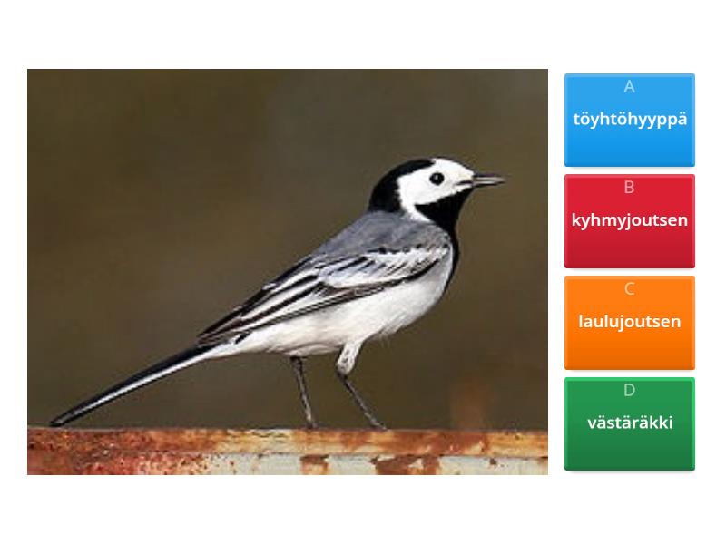 Abc Muuttolinnut Quiz