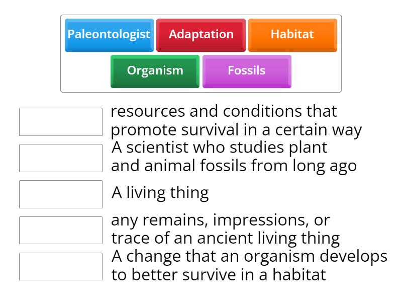 Fossils Vocab Match up