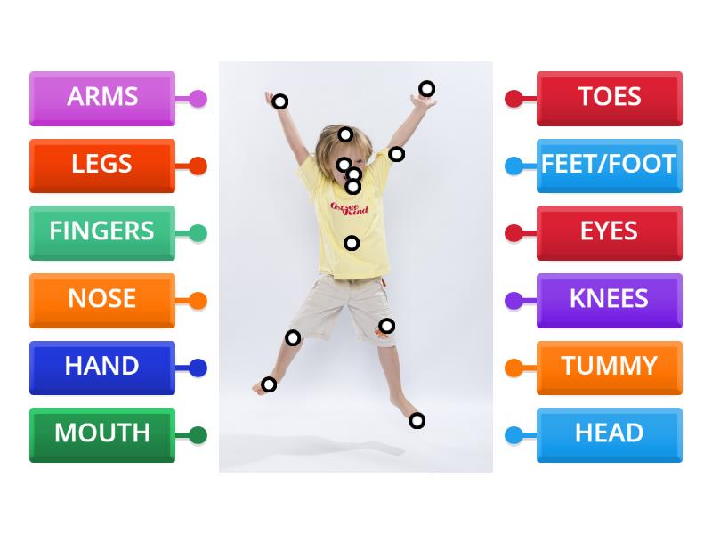PARTS OF THE BODY - LABEL - Diagrama con etiquetas