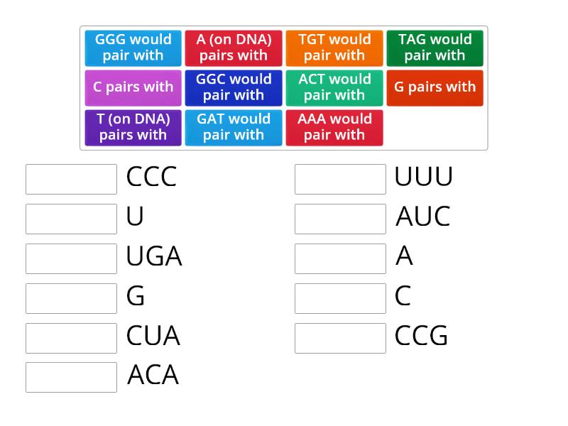 RNA Base Pair Rules - Match up