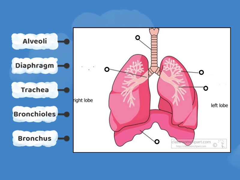 Parts of the Lungs - Labelled diagram