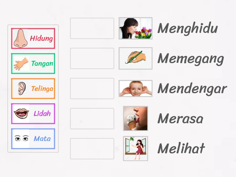 5 organ deria dan fungsinya - Match up