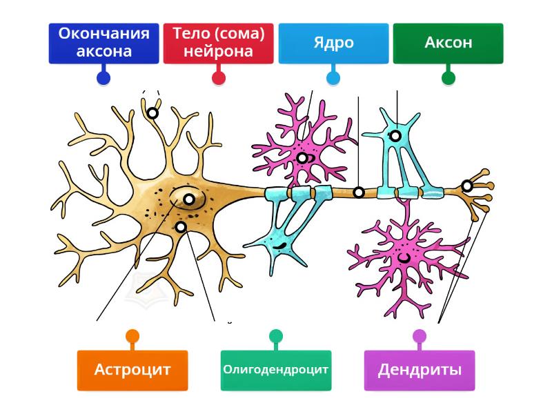 что представляет собой белое и серое вещество нервной ткани