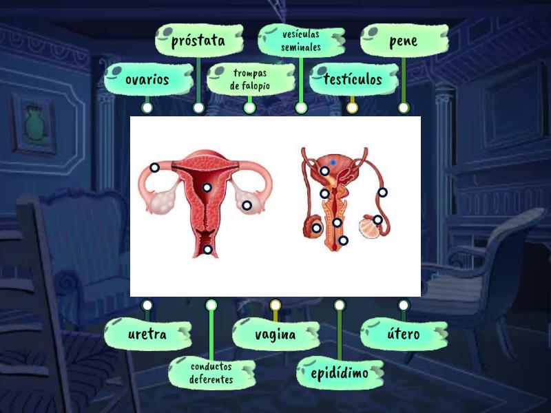 Aparato Reproductor Femenino Y Masculino Labelled Diagram