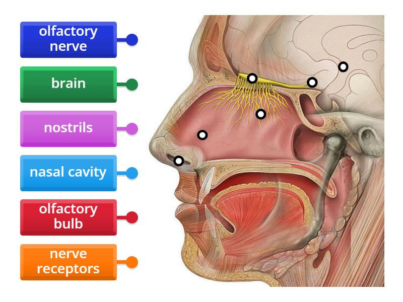 Label the nose - Labelled diagram