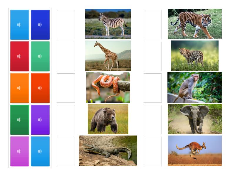 Wild animals - Match up