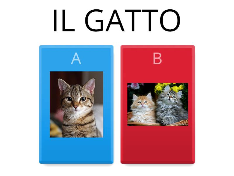 SINGOLARE / PLURALE Cuestionario