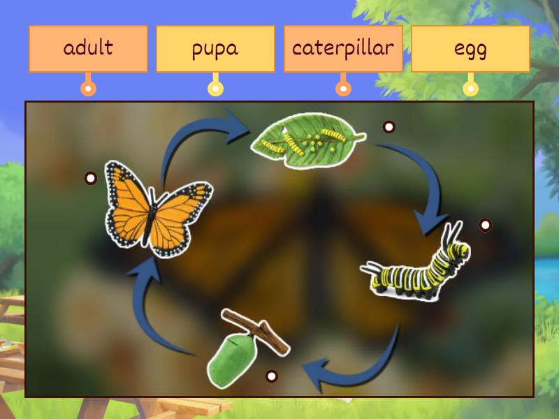 Life cycle of a butterfly - Labelled diagram