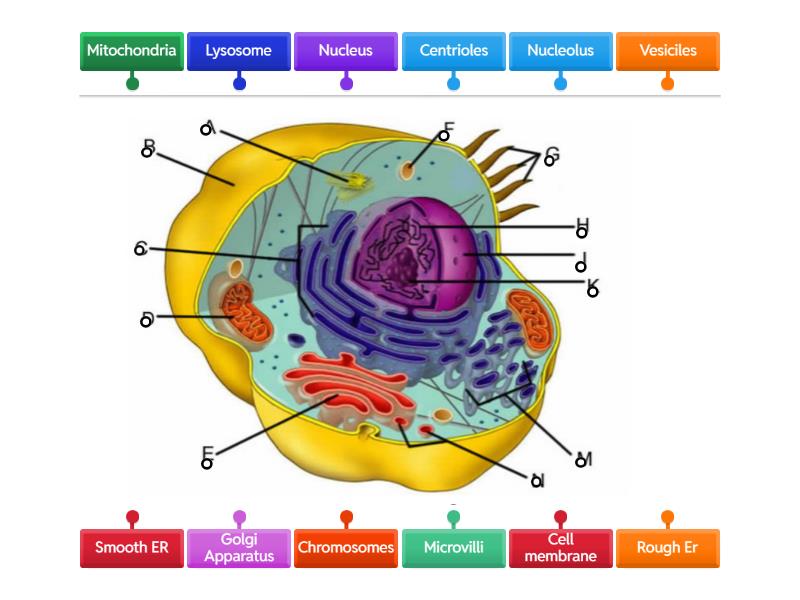 Cell Structure Labelled Diagram