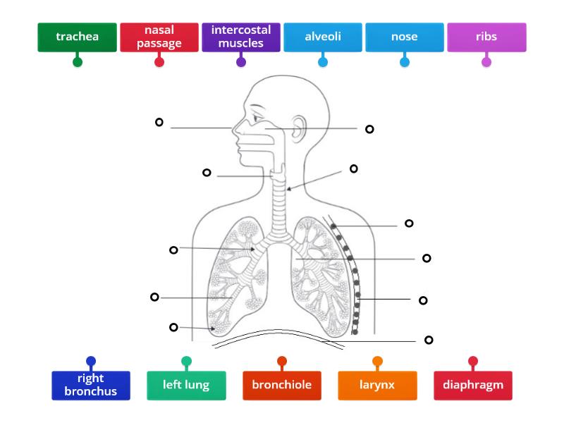 Respiratory System - Labelled diagram