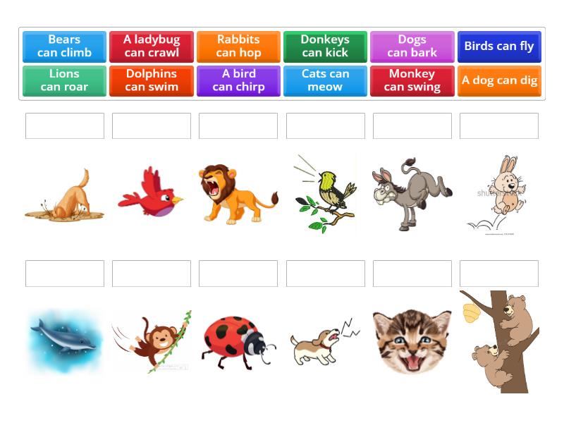 animal action verbs - Match up