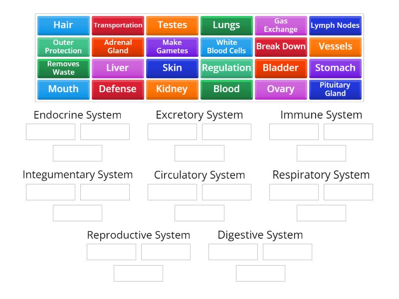 Body System Sort Vocabulary - Group sort