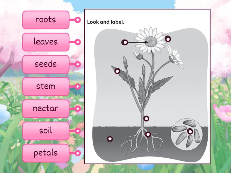 Oxford Discovery 3-15 label the flower parts - Labelled diagram