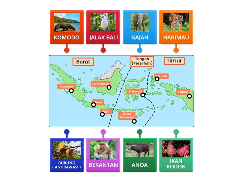 Fauna Yang Ada Di Indonesia Labelled Diagram
