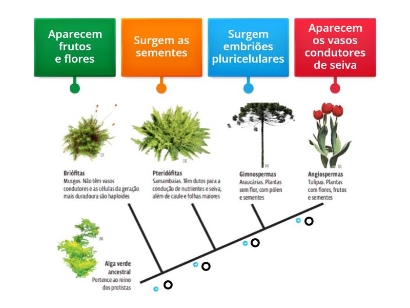 Cladograma - Plantas - Imagem com legenda