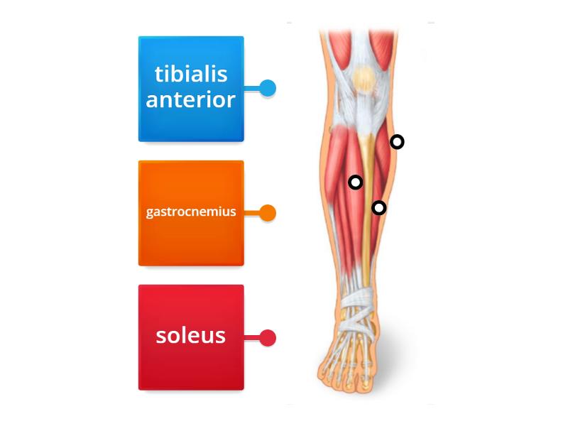 Anterior Lower Leg Muscles - Labelled diagram