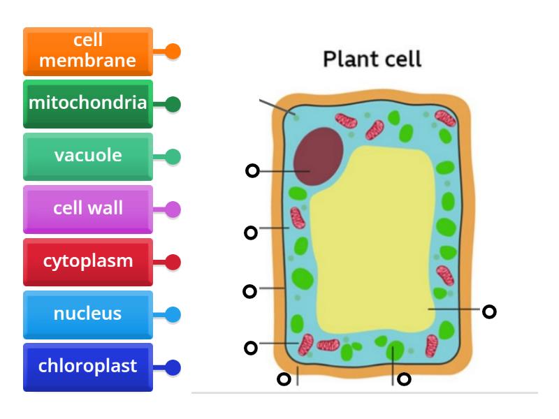 Plant Cell - Labelled diagram