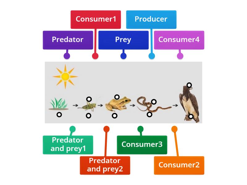 Y4 Food chain - Labelled diagram