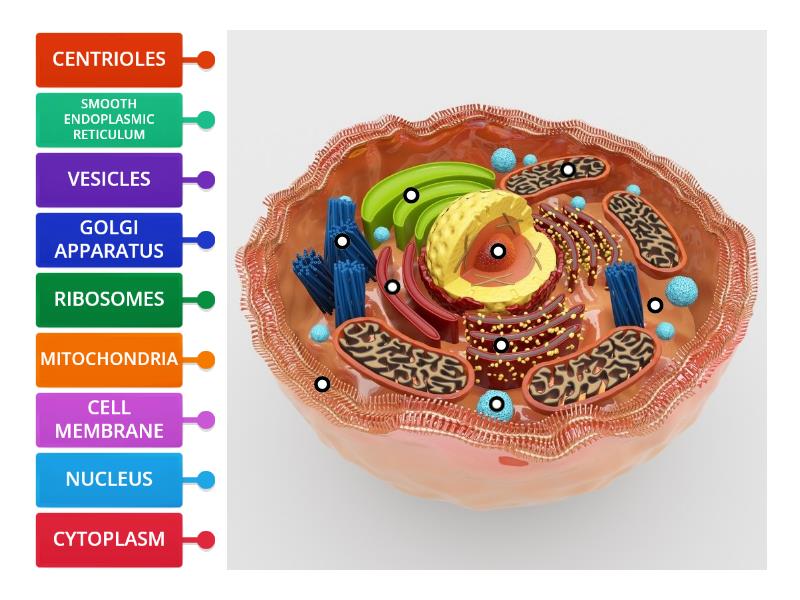 Cell Labelling - Labelled Diagram