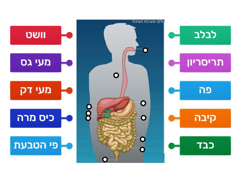 מבנה מערכת העיכול - דיאגרמה עם תוויות