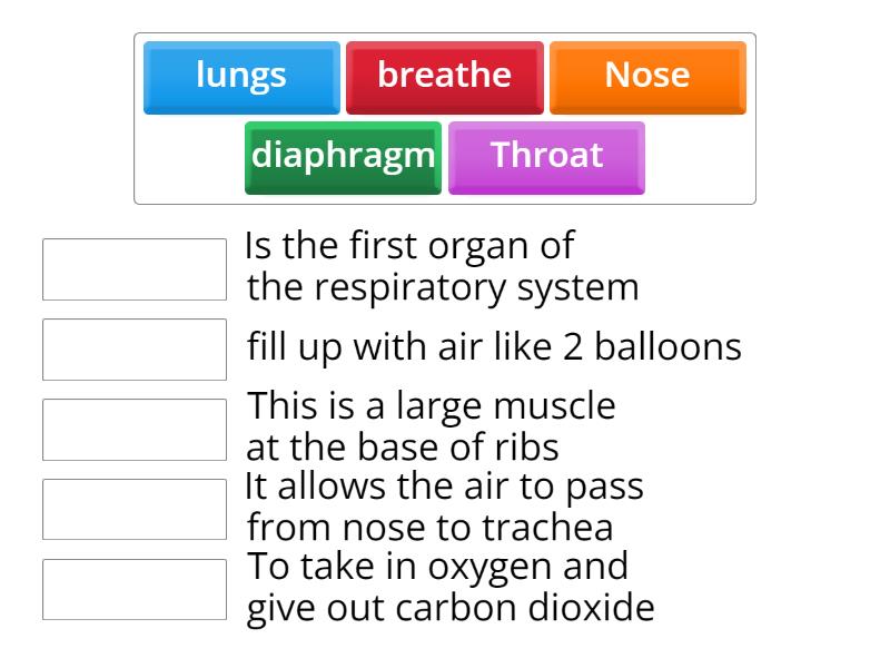 respiratory system - Match up