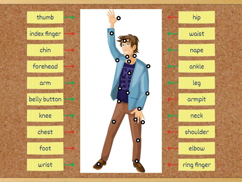 20 Body parts - Labelled diagram