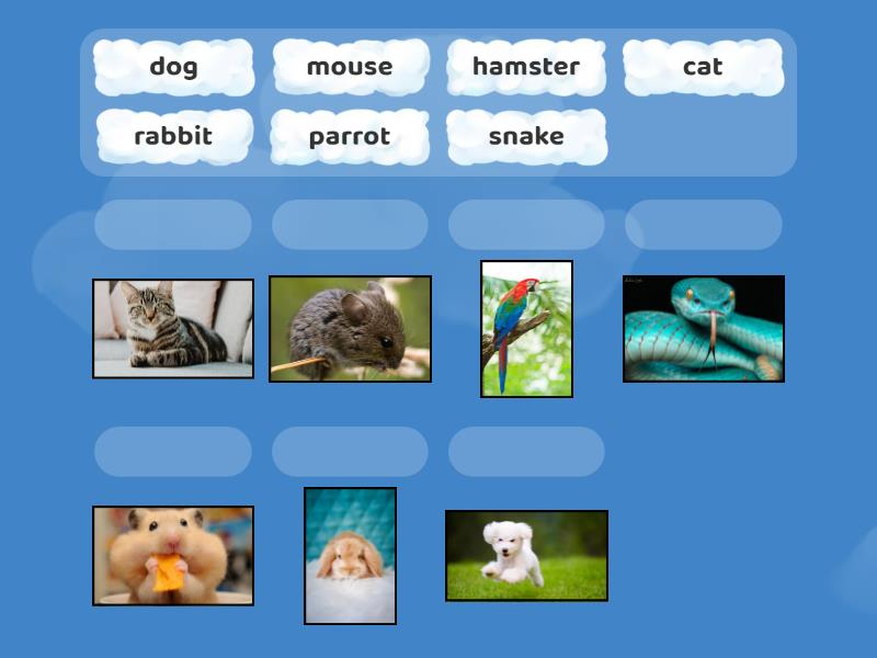 Pets Matching Match Up