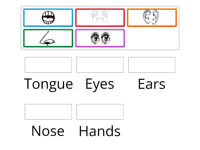 My Five Senses - Match up