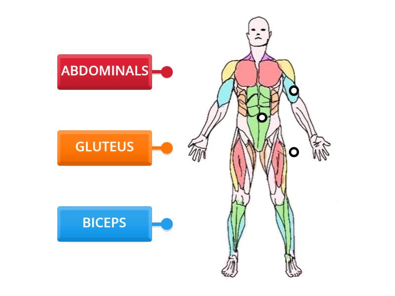 Labelled diagram Biology Diagrams
