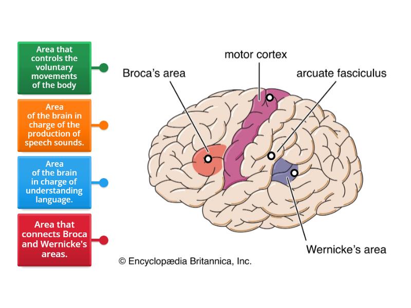 Brain and Language - Labelled diagram