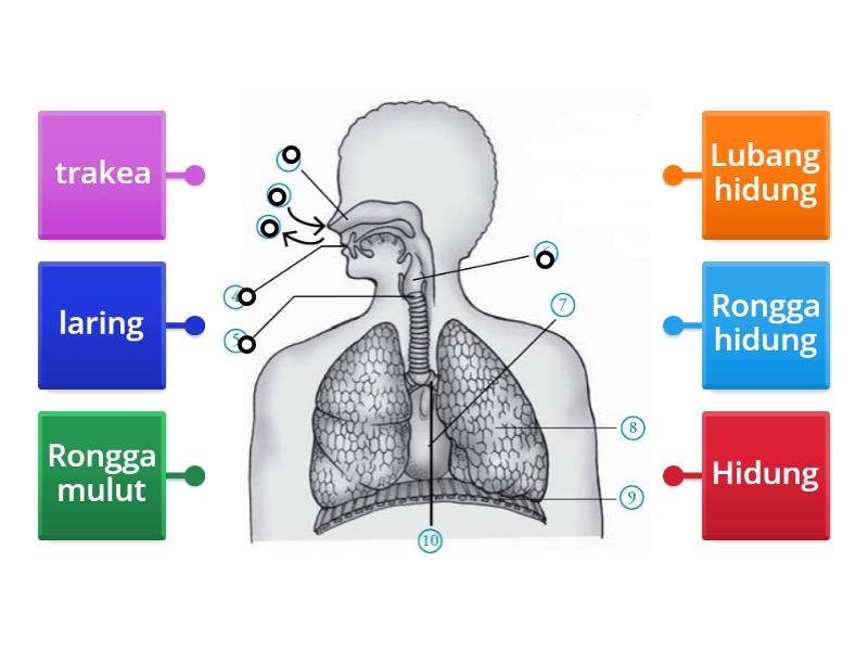 rongga pernafasan - Labelled diagram