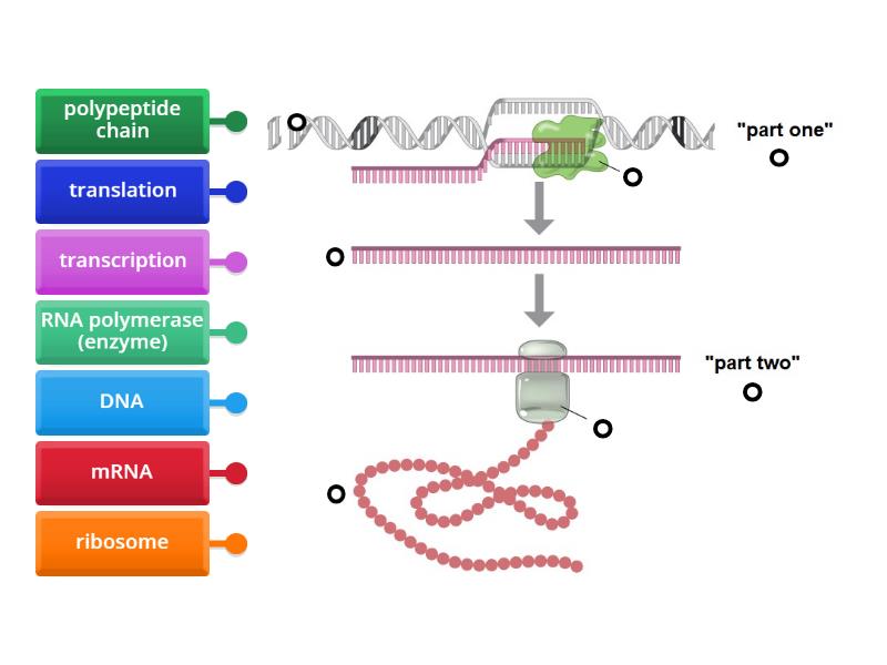 Protein Synthesis - Labelled diagram