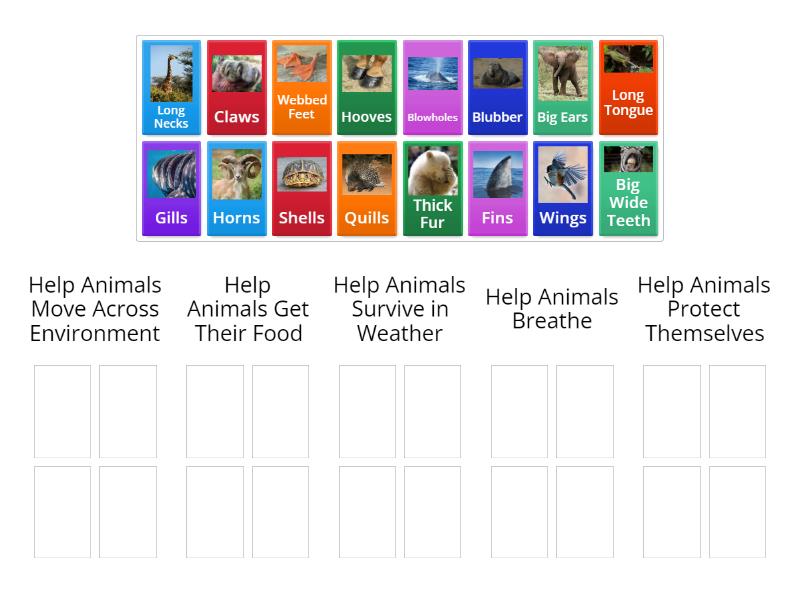 Animal Structures and Functions - Group sort