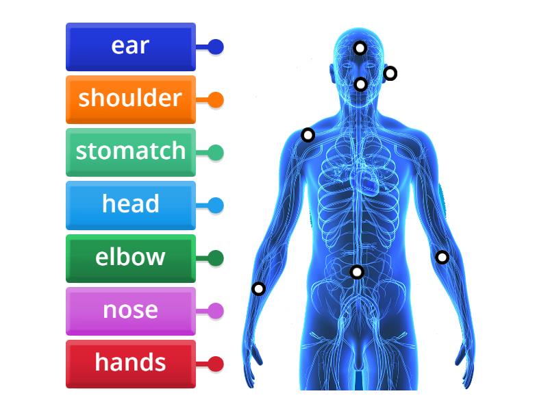 Labelled diagram Biology Diagrams