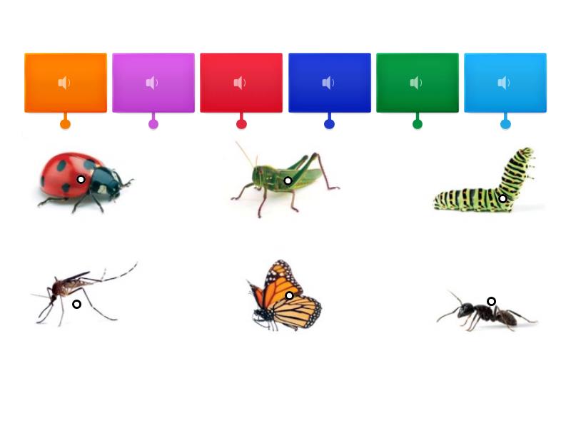 INSECTS KIDS 2 -listen and match - Labelled diagram