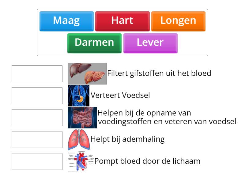 Organen - Match up
