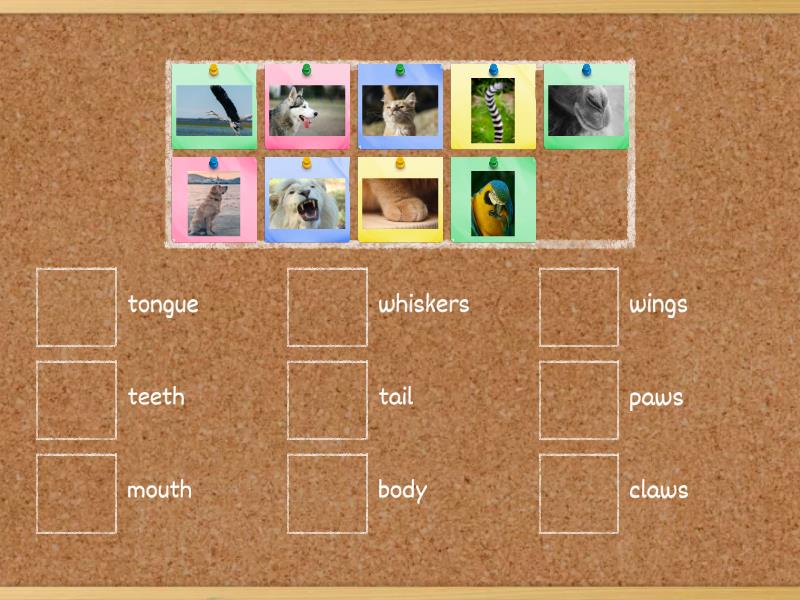 wordwall bugs team 3 unit 2 body parts