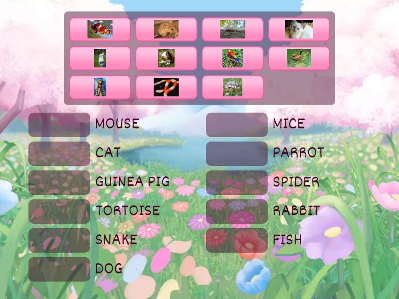 Team Together 1 unit 5 Animals - Match up
