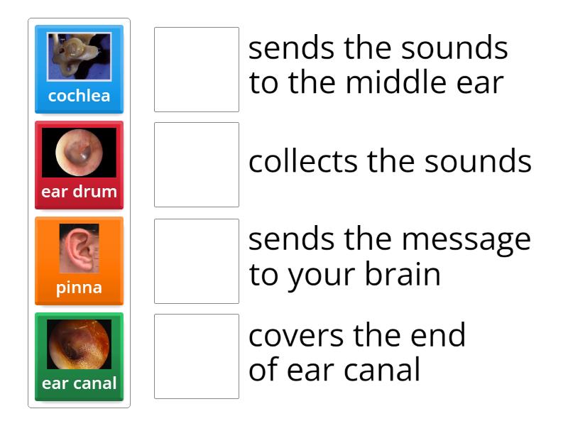 Parts of the Ear 2 - Match up