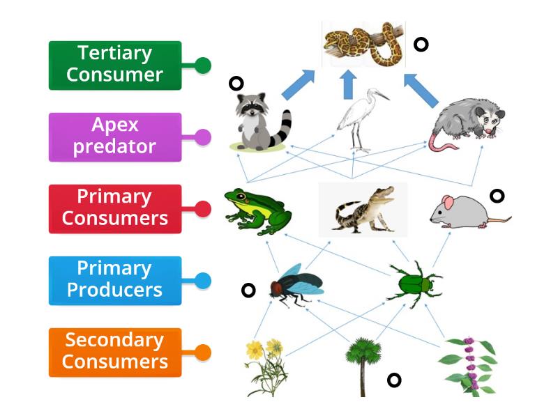 Python Food Web - Labelled diagram