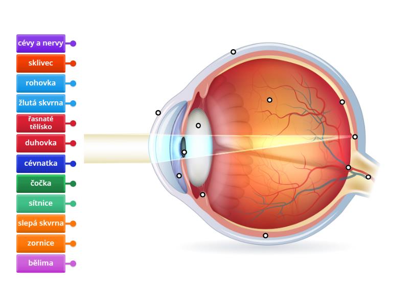 Stavba oka - Labelled diagram