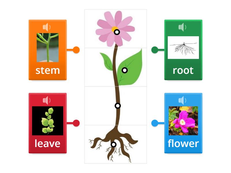 Parts of aplant - Labelled diagram