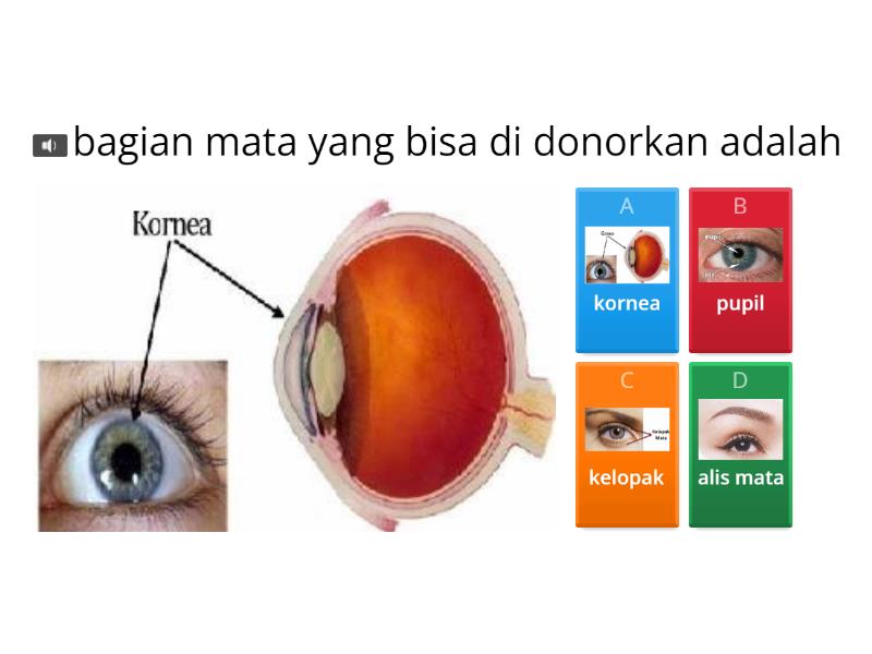 IPAS Materi Indra Penglihatan - Quiz