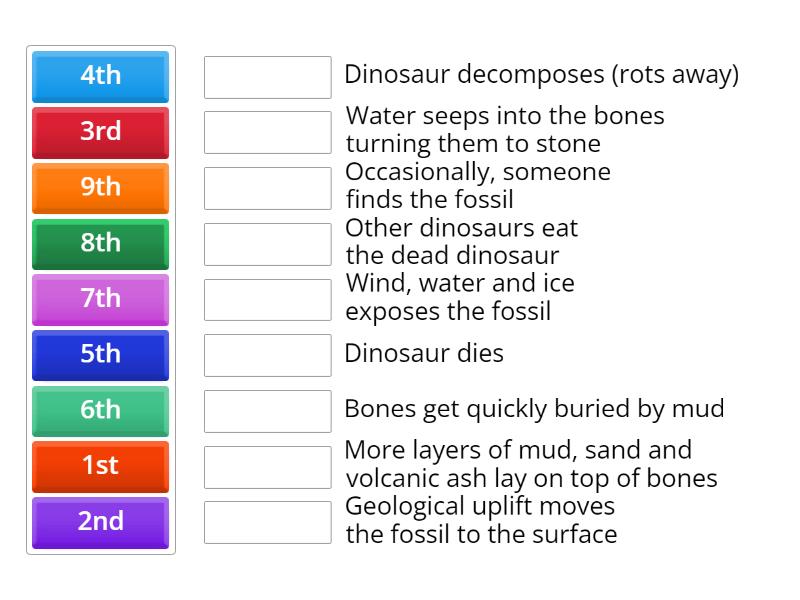 How do dinosaur fossils form? - Match up