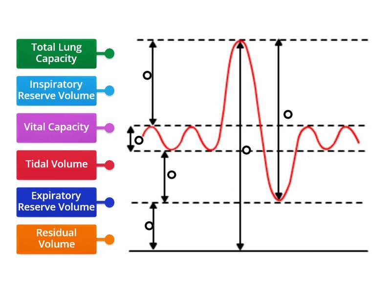 Spirometer Trace Diagrama Con Etiquetas 7274