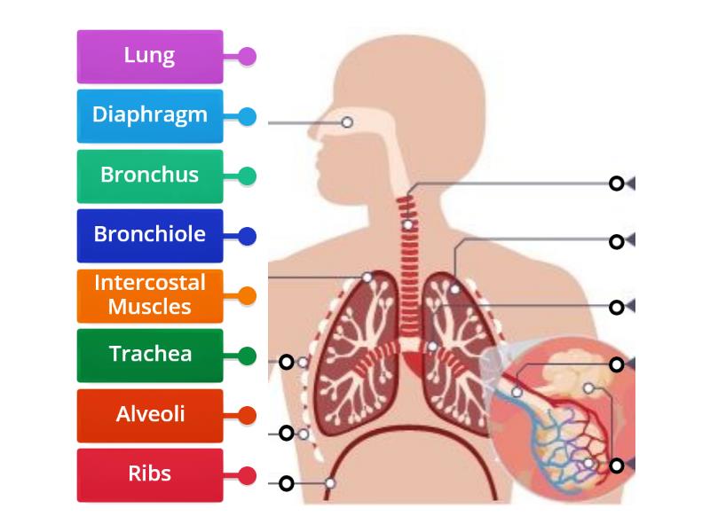 Respiratory System - Labelled diagram