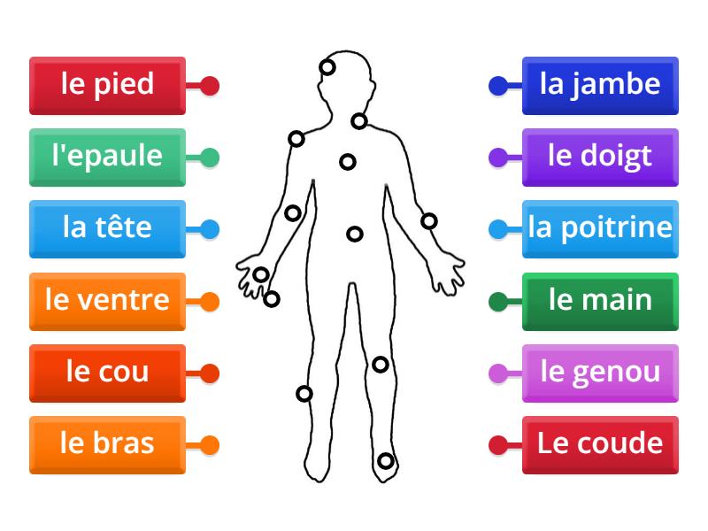 les parties du corps activite 1 - Labelled diagram