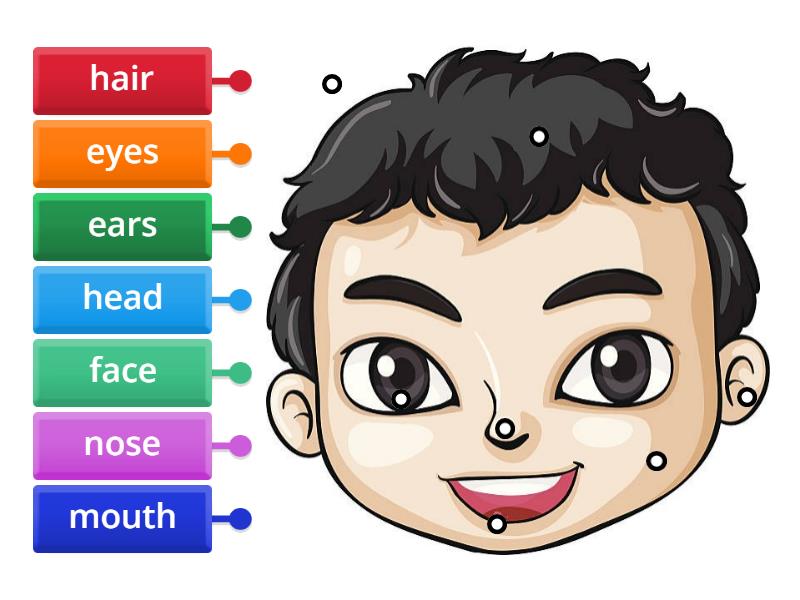 3/17 Head - Labelled diagram