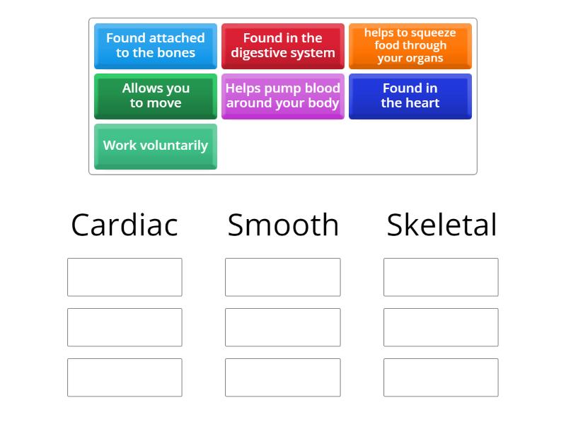 Types of Muscles - Group sort